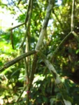 Rhipsalis trigona (15)