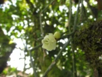 Rhipsalis trigona (7)