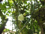 Rhipsalis trigona (6)