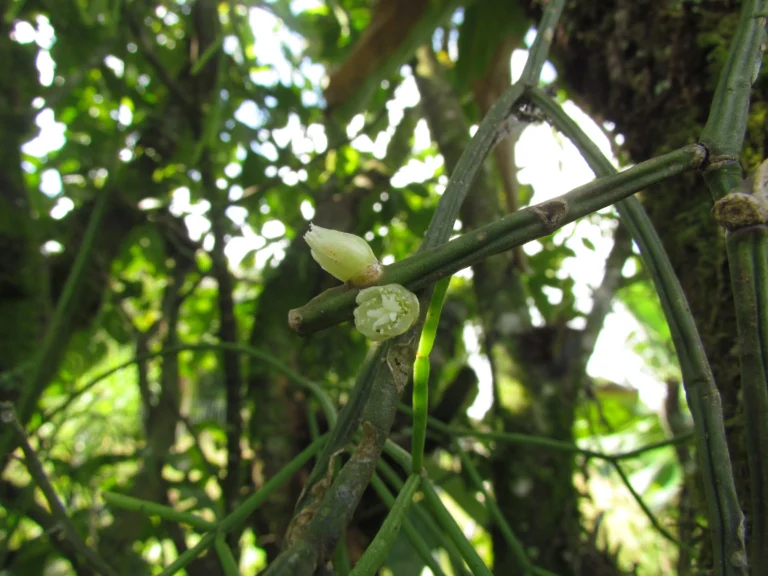 Rhipsalis trigona (5)