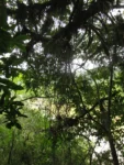 Rhipsalis trigona (1)