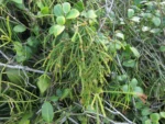Rhipsalis teres (37)