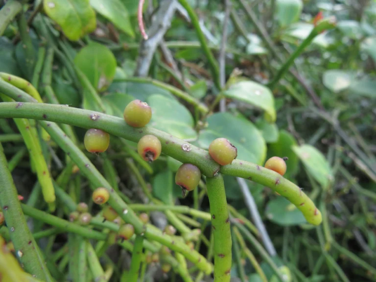 Rhipsalis teres (35)