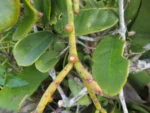 Rhipsalis teres (30)
