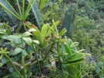 Rhipsalis teres (28)