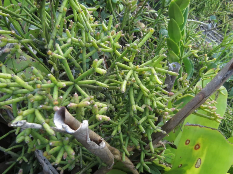 Rhipsalis teres (26)