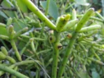 Rhipsalis teres (24)