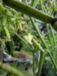 Rhipsalis teres (23)