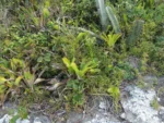 Rhipsalis teres (20)