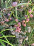 Rhipsalis teres (19)