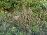 Rhipsalis teres (13)
