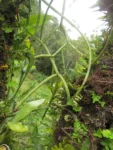 Rhipsalis puniceodiscus (6)