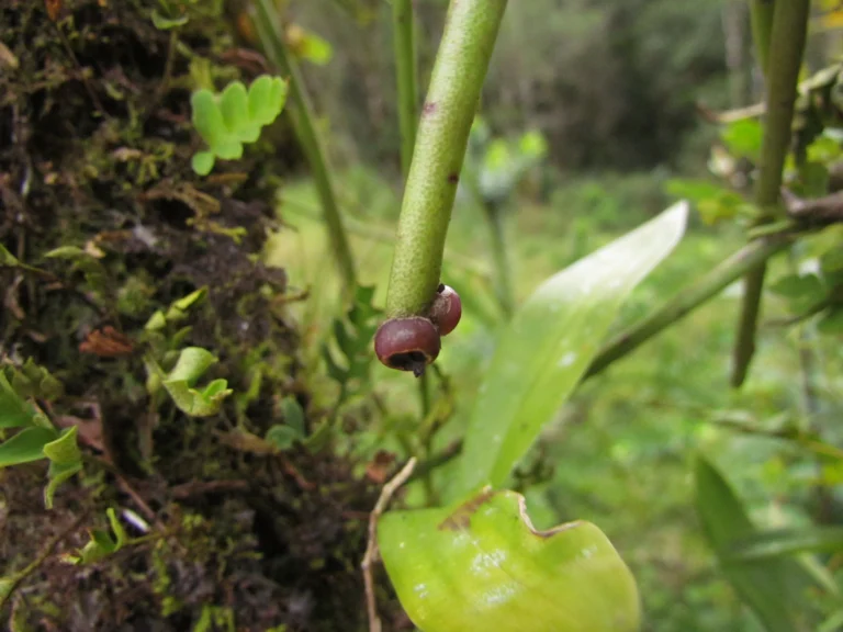 Rhipsalis puniceodiscus (2)