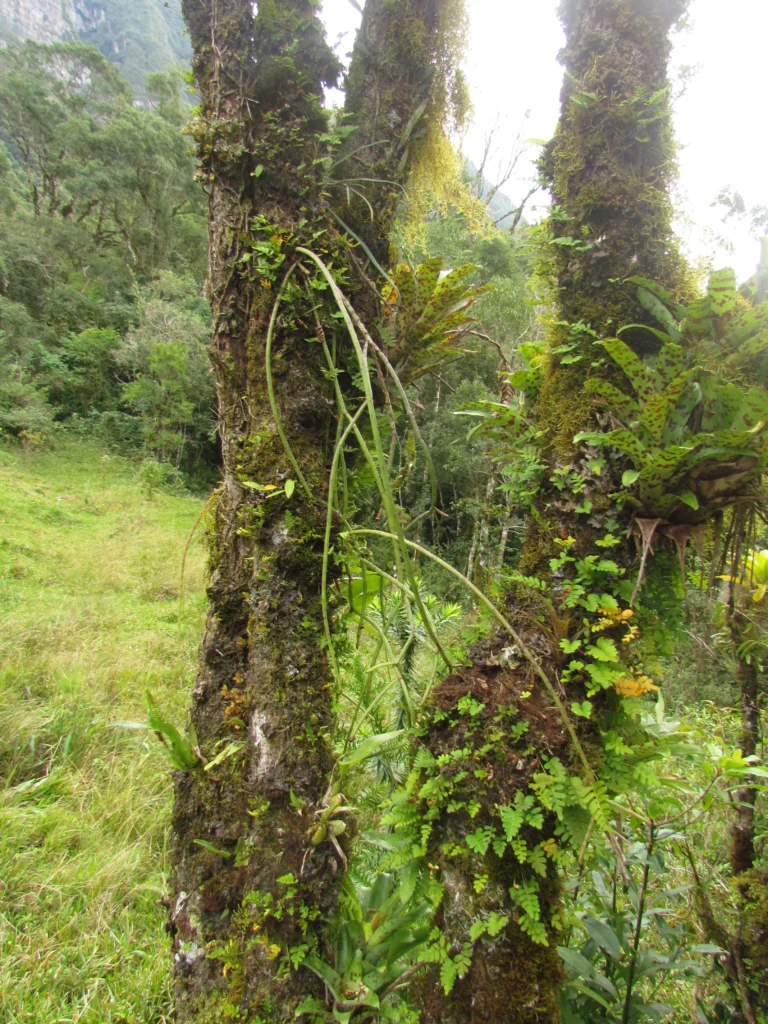 Rhipsalis puniceodiscus (1)