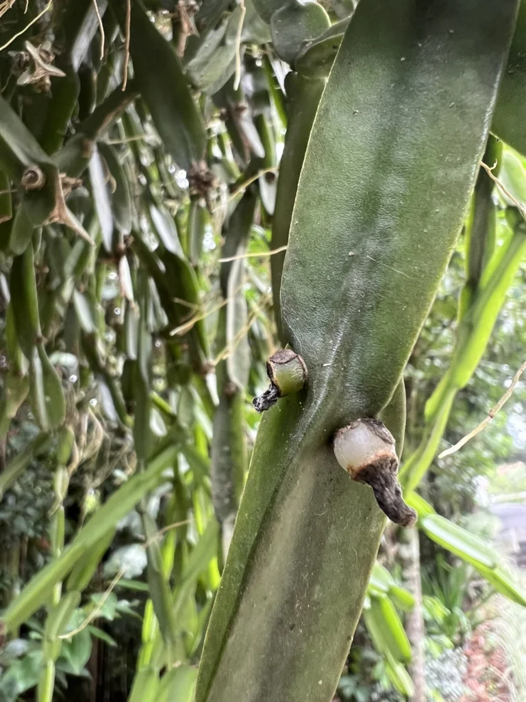 Rhipsalis paradoxa (4)