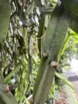Rhipsalis paradoxa (3)