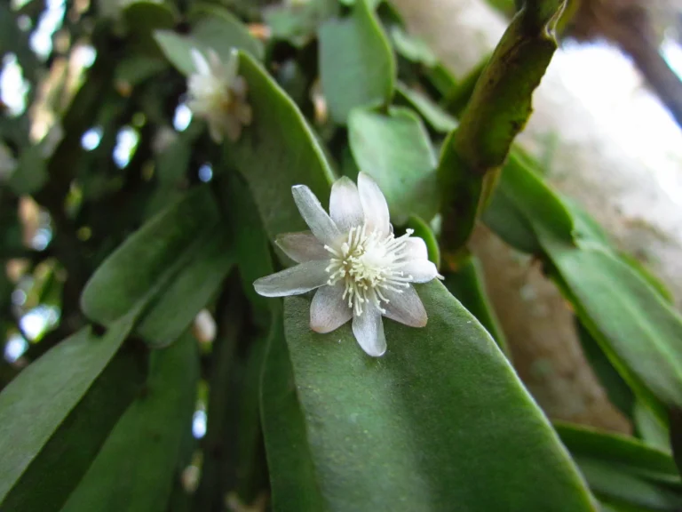 Rhipsalis paradoxa (1)