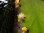 Rhipsalis pachyptera (9)