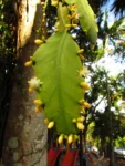 Rhipsalis pachyptera (2)