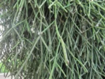 Rhipsalis neves-armondii (22)