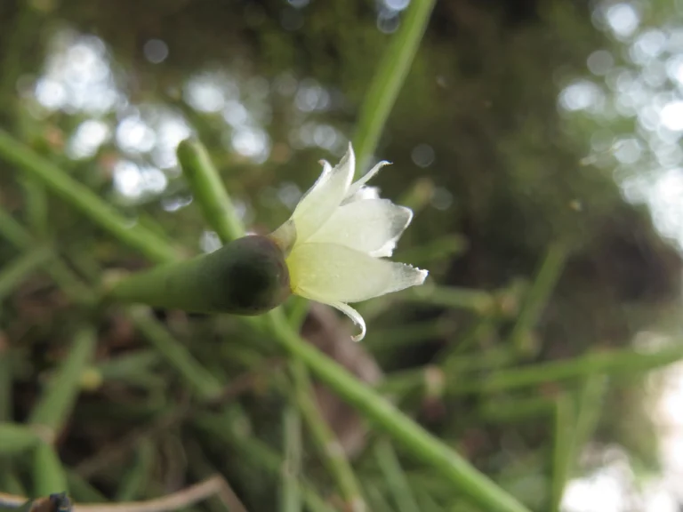 Rhipsalis neves-armondii (17)