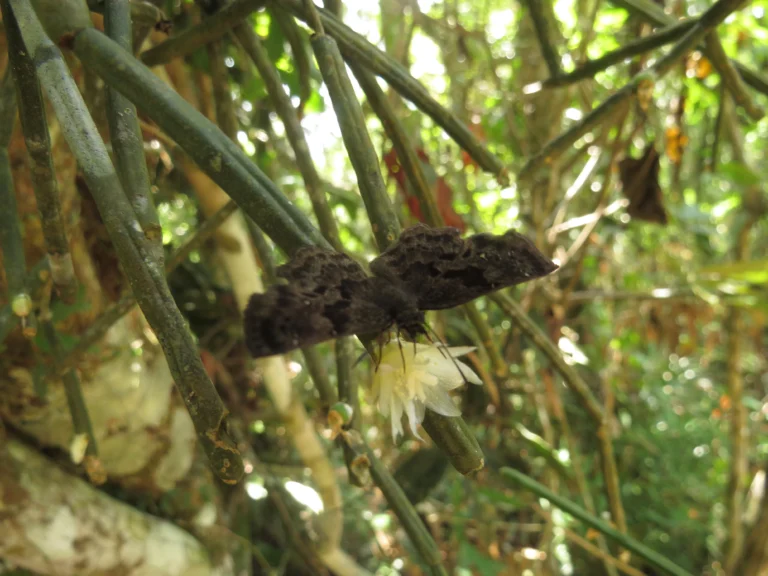 Rhipsalis neves-armondii (9)