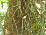 Rhipsalis neves-armondii (8)