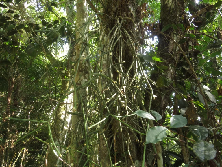 Rhipsalis neves-armondii (7)