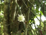 Rhipsalis neves-armondii (5)