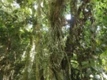 Rhipsalis neves-armondii (2)
