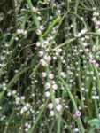 Rhipsalis grandiflora (19)