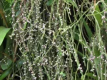 Rhipsalis grandiflora (13)