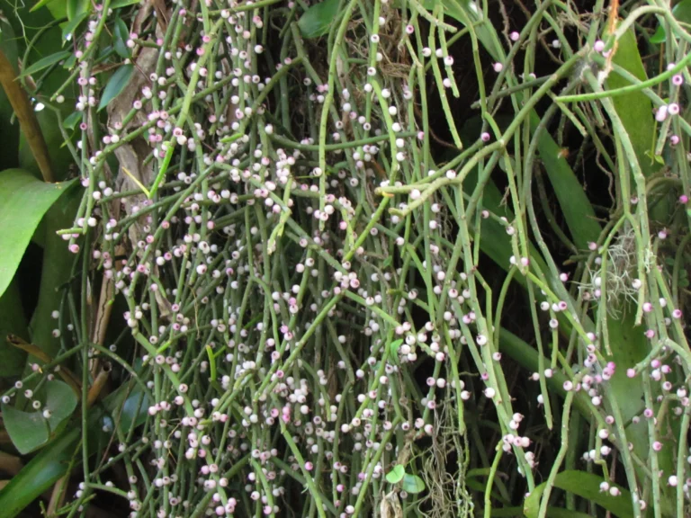 Rhipsalis grandiflora (13)