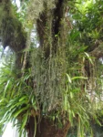 Rhipsalis grandiflora (12)