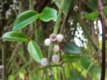 Rhipsalis grandiflora (11)