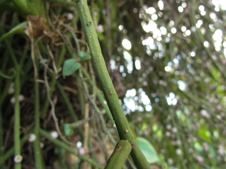 Rhipsalis grandiflora (10)