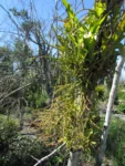 Rhipsalis grandiflora (9)