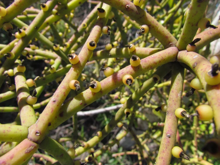 Rhipsalis grandiflora (6)