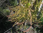 Rhipsalis grandiflora (2)