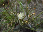 Rhipsalis floccosa (6)