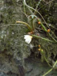 Rhipsalis floccosa (5)