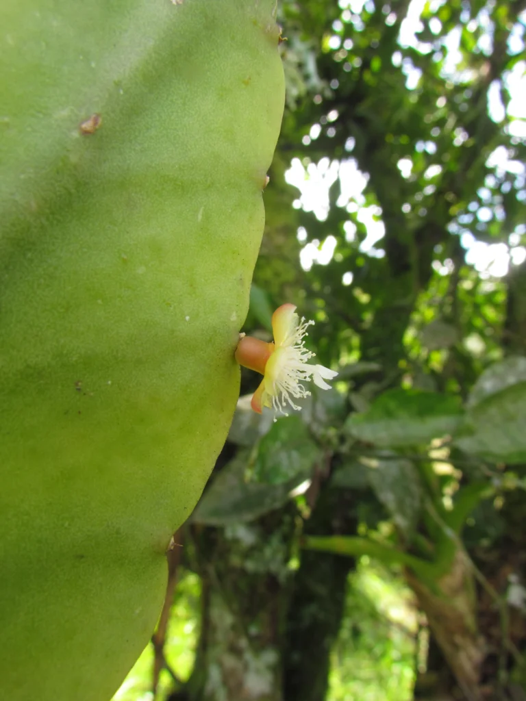 Rhipsalis elliptica (13)