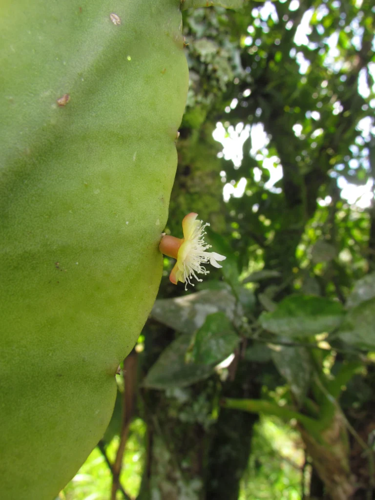 Rhipsalis elliptica (12)