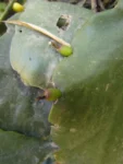Rhipsalis elliptica (7)