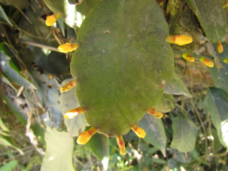 Rhipsalis elliptica (5)