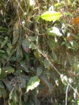 Rhipsalis elliptica (2)