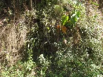 Rhipsalis elliptica (1)