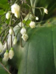Rhipsalis campos-portoana (14)