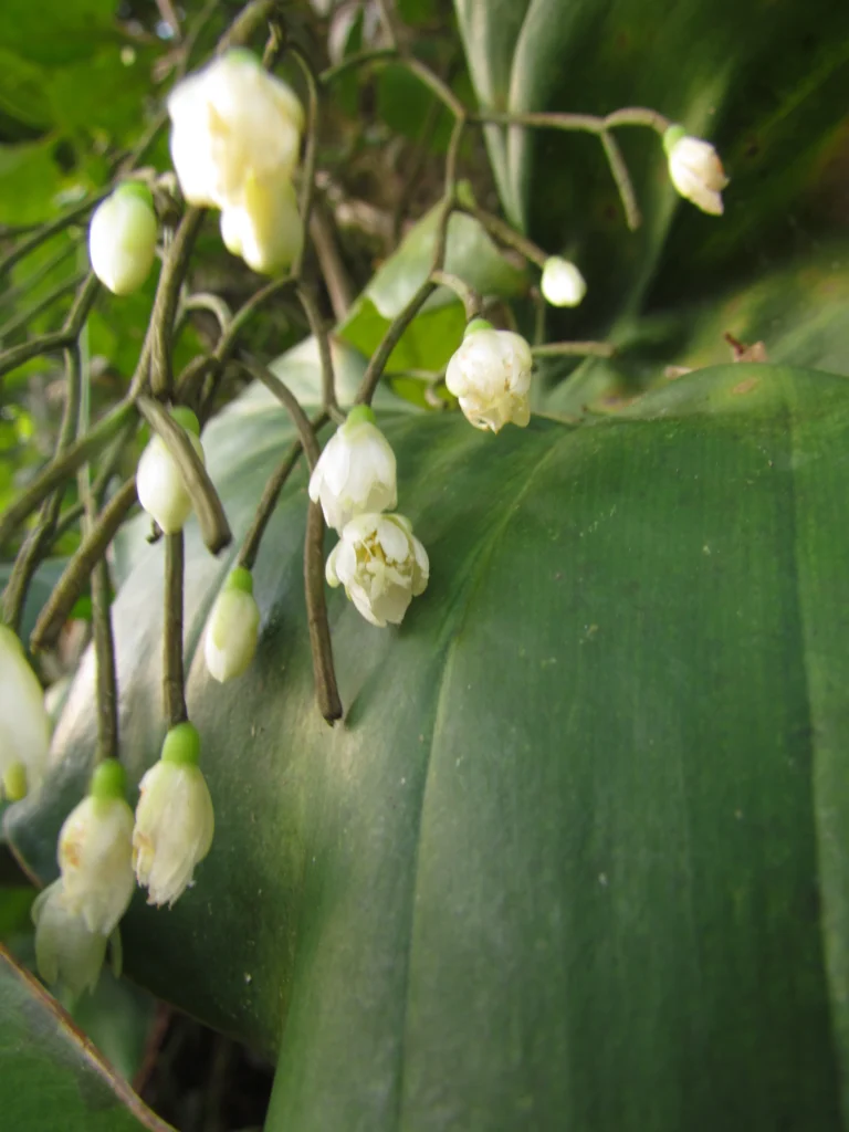 Rhipsalis campos-portoana (14)