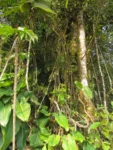 Rhipsalis campos-portoana (6)